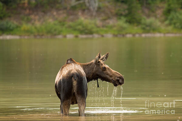 Moose Poster featuring the photograph Moose Cow in Glacier National Park by Natural Focal Point Photography