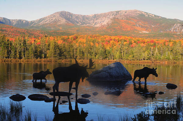 Moose Poster featuring the photograph Moose Family Scenic by Jane Axman