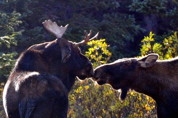 Moose Poster featuring the photograph Moose Kisses by Marilyn Burton