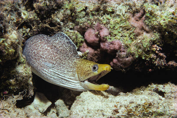 Underwater Poster featuring the photograph Moray Eel Hunts At Night by Jeff Rotman