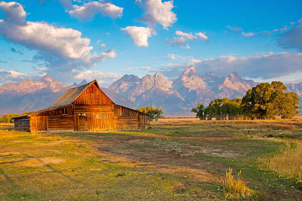 Wild Poster featuring the photograph Mormon Row and the Grand Teton by Nicholas Blackwell