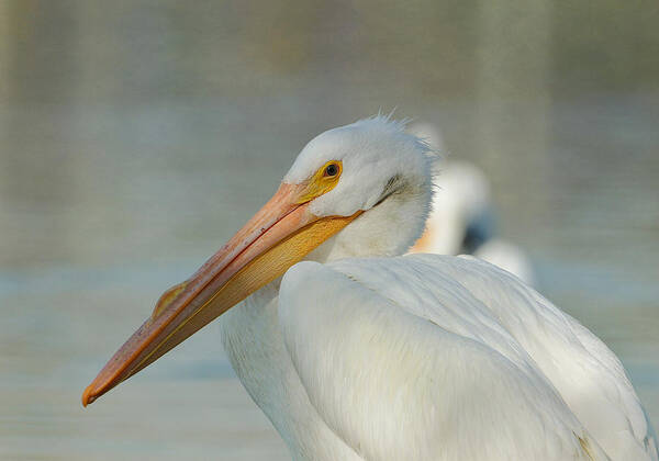 American White Pelican Poster featuring the photograph Morning Beckons 2 by Fraida Gutovich