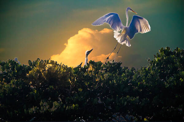 Bird Poster featuring the photograph Morning Egret by Ches Black