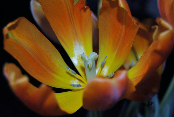 Flower Poster featuring the photograph Morning Tulip by Vallee Johnson