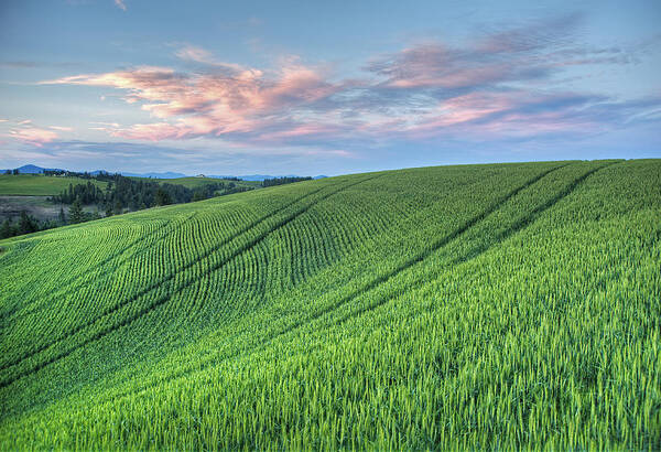 Palouse Poster featuring the photograph Spring Wheat and Moscow Mtn. by Doug Davidson