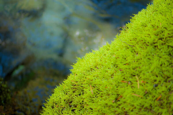 Moss Poster featuring the photograph Moss on River by Sarah Crites