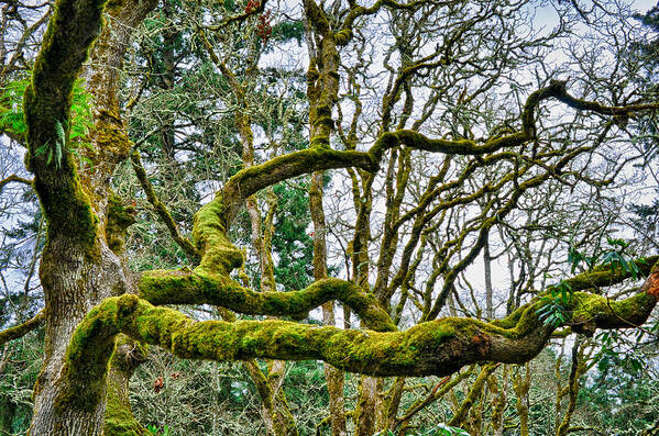 Hdr Poster featuring the photograph Mossy Green by Kevin Munro