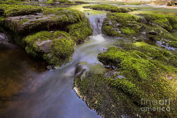 Mossy Stream Poster featuring the photograph Mossy Stream by Michael Ver Sprill