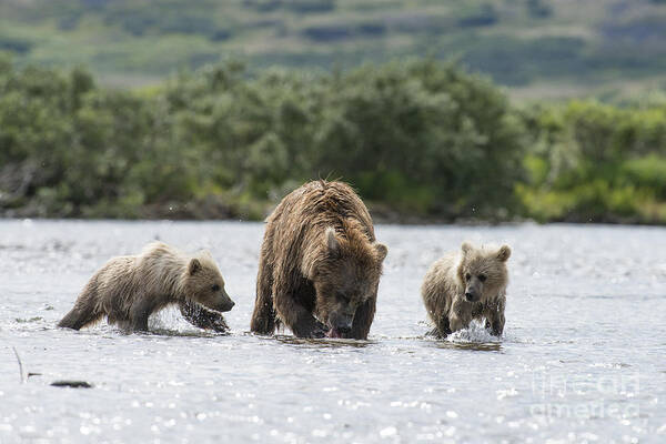 Brown Bear Poster featuring the photograph Mother brown bear with two cubs ready to eat by Dan Friend
