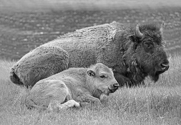 Buffalo Poster featuring the photograph Mother Buffalo and Calf Black and White by Jennie Marie Schell