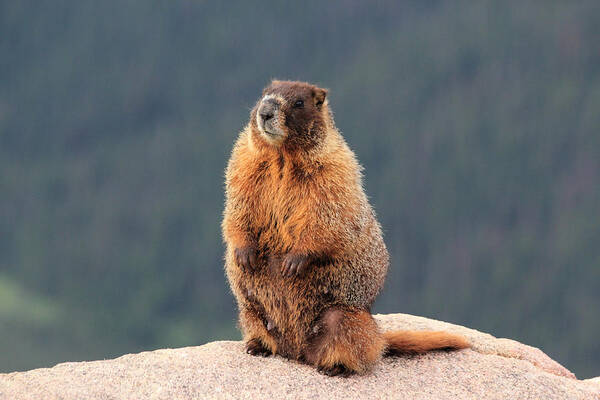 Marmot Poster featuring the photograph Mother Marmot by Shane Bechler