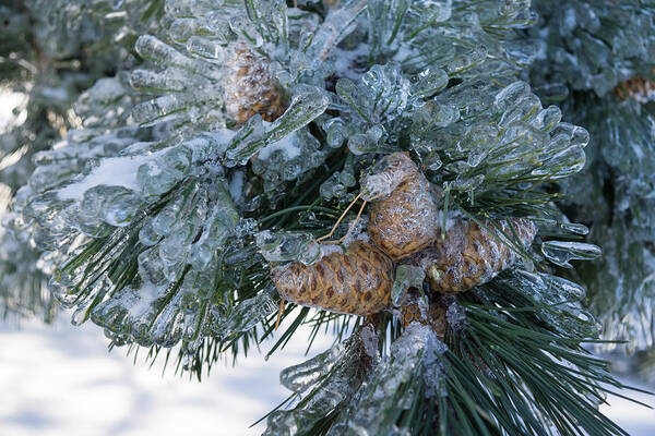 Christmas Poster featuring the photograph Mother Nature's Christmas Decorations - Pine Cones by Georgia Mizuleva