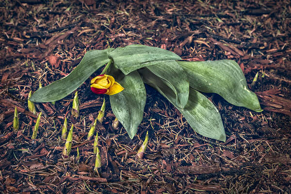 Tulip Poster featuring the photograph Mother Nurture by Nancy Strahinic