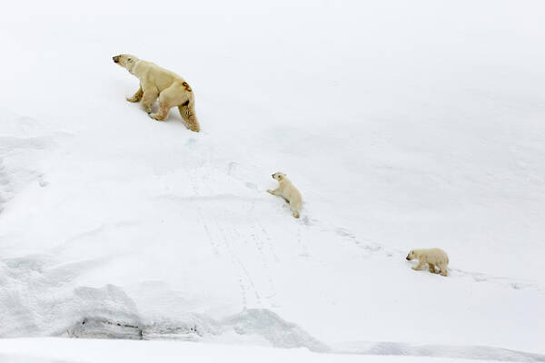 Bear Cub Poster featuring the photograph Mother Polar Bear And Cubs In Svalbard by Mikeuk