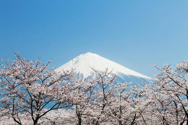 Scenics Poster featuring the photograph Mount Fuji & Cherry Blossom by Ooyoo