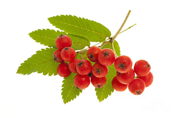 Berries Poster featuring the photograph Mountain ash berries 3 by Elena Elisseeva