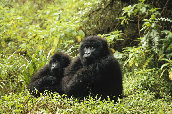 00192673 Poster featuring the photograph Mountain Gorilla Pair Sitting by Konrad Wothe