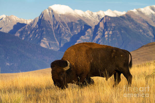 Bison Poster featuring the photograph Mountain Grass by Aaron Whittemore
