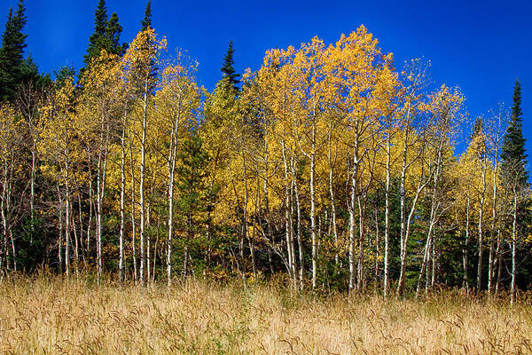 Autumn Poster featuring the photograph Mountain Grasses Autumn Aspens In Deep Blue Sky by James BO Insogna