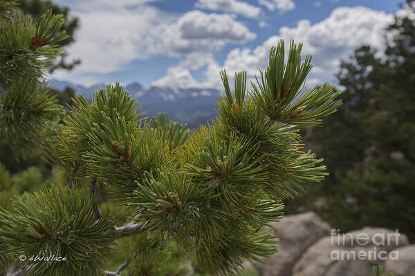 Mountain Poster featuring the photograph Colorado Mountain Pine Needles by D Wallace
