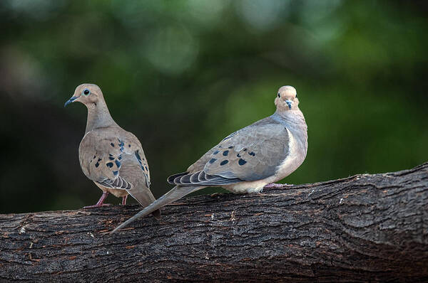 Mourning Doves Poster featuring the photograph Mourning Doves by Tam Ryan