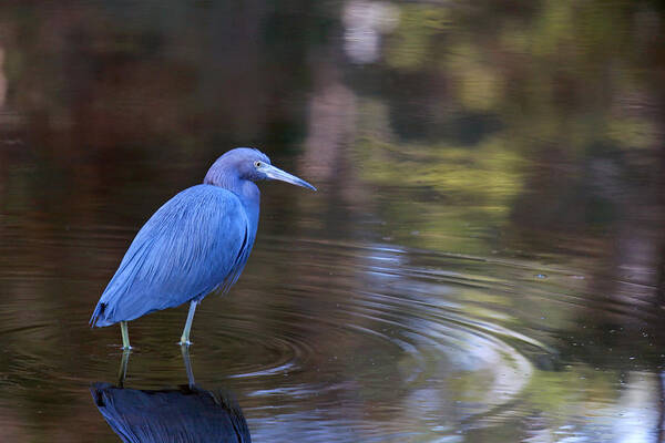 Heron Poster featuring the photograph Mr. Blue by Kitty Ellis