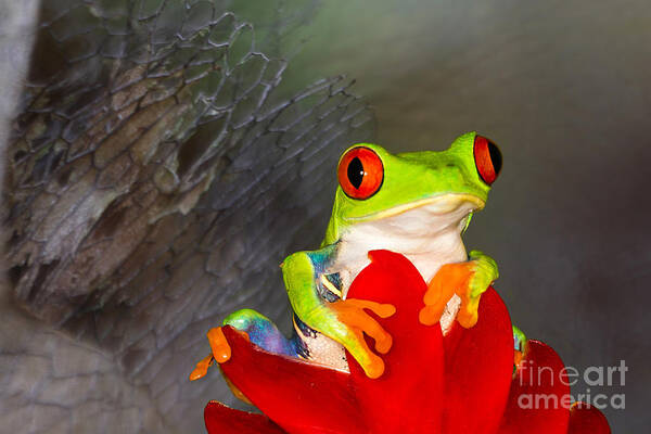 Red Eyed Tree Frogs Poster featuring the photograph Mr. Curious by Mary Lou Chmura