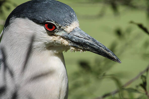 Bird Poster featuring the photograph Mr Serious by Jessica Brown