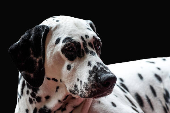 Dalmation Poster featuring the photograph Ms Elegance. Kokkie. Dalmation Dog by Jenny Rainbow