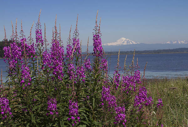 Landscape Poster featuring the photograph Mt Baker by Elvira Butler