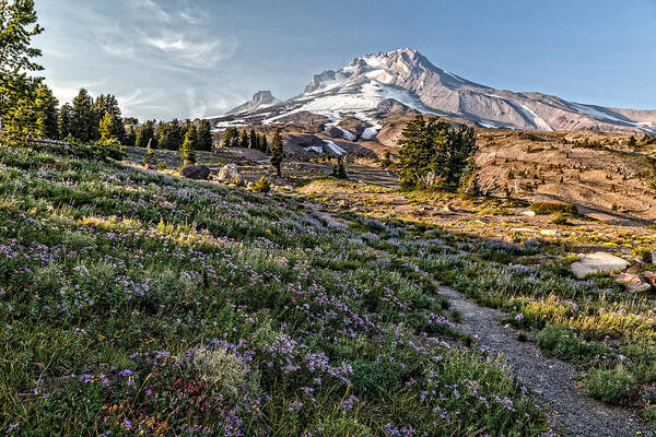 Mt Hood Summertime Poster featuring the photograph Mt Hood Summertime by Wes and Dotty Weber