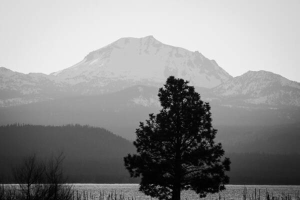2014 Poster featuring the photograph Mt. Lassen with Tree by Jan Davies