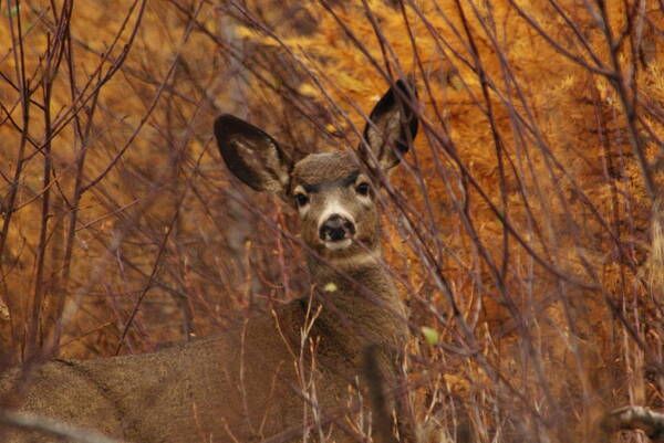 Deer Poster featuring the photograph Mule Deer Doe by Loni Collins