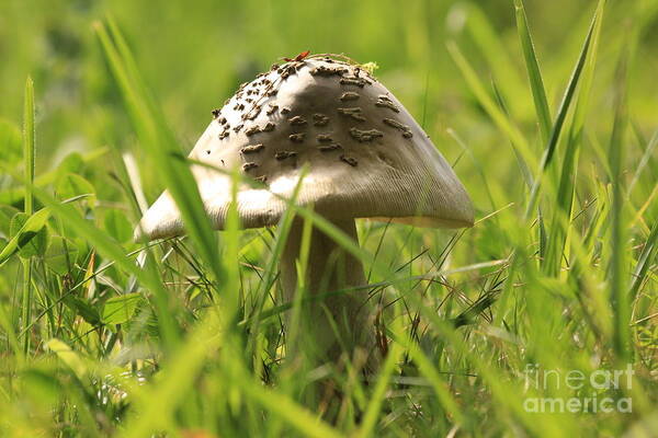 Agaric Poster featuring the photograph Mushroom in the grass by Amanda Mohler