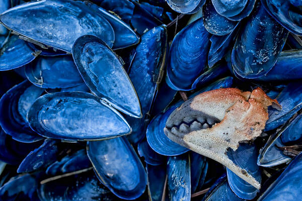 Mussels Poster featuring the photograph Mussels and Crab Claw at Low Tide by Peggy Collins