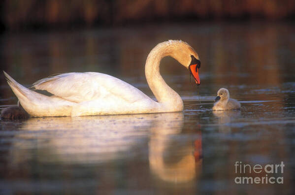 Mute Swan Poster featuring the photograph Mute Swan With Cygnet by Art Wolfe