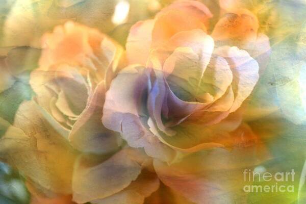 Rose Poster featuring the photograph Muted Roses by Judy Palkimas