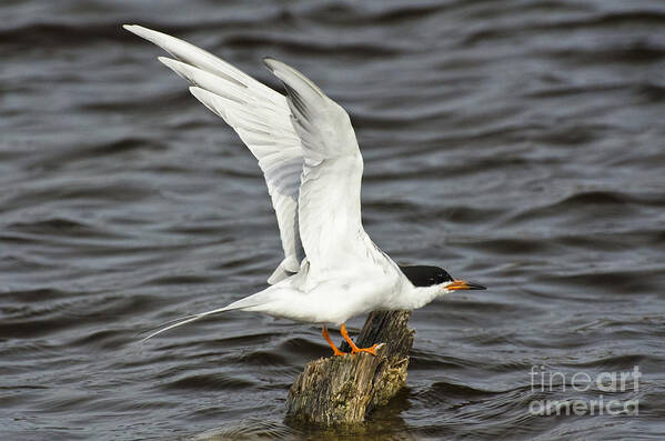 Forster's Tern Poster featuring the photograph My Tern by Dan Hefle