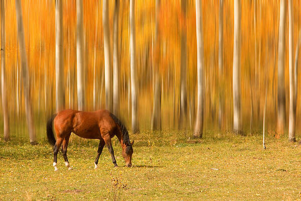 Horse Poster featuring the photograph Mystic Autumn Grazing Horse by James BO Insogna