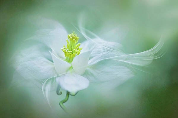 Aquilegia Poster featuring the photograph Mystical by Jacky Parker