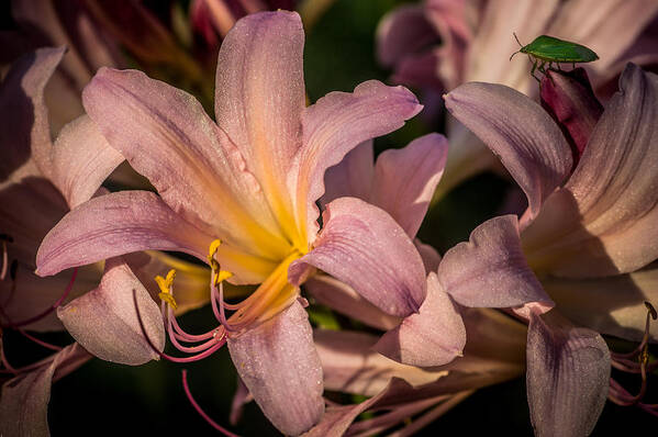 Lycoris Squamigera Poster featuring the photograph Naked Ladies and the Green Bug by Wayne Meyer