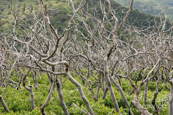 Trees Poster featuring the photograph Naked Ladies Dancing by Mary Carol Story