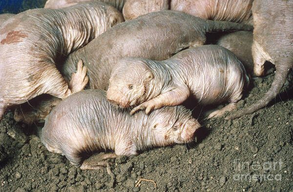 Animal Poster featuring the photograph Naked Mole-rats by Gregory G. Dimijian