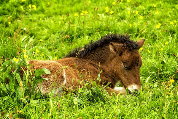 Equine Poster featuring the photograph Nap in the Buttercups by Joan Davis