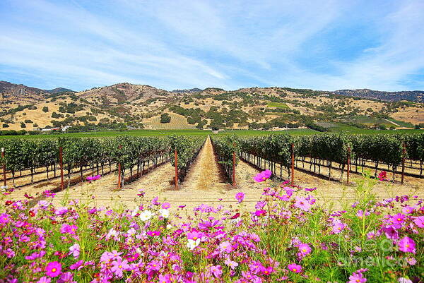 Vineyard Poster featuring the photograph Napa Valley Vineyard With Cosmos by Catherine Sherman