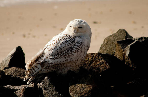 Snowy Owl Poster featuring the photograph Napping on the Rocks by Kristia Adams