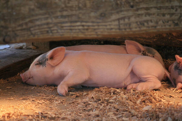 Piglets Poster featuring the photograph Naptime by Kathleen Scanlan