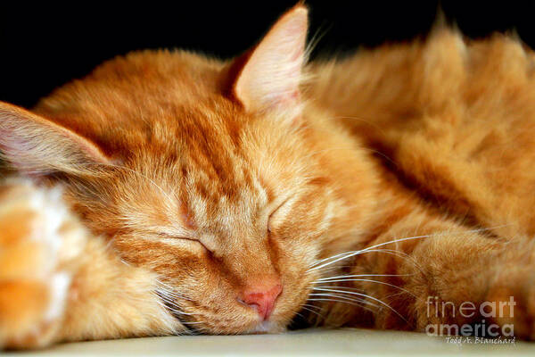 Feline Poster featuring the photograph Naptime by Todd Blanchard