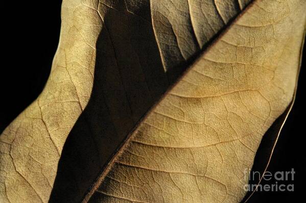 Nature Poster featuring the photograph Natural Seduction by Dan Holm