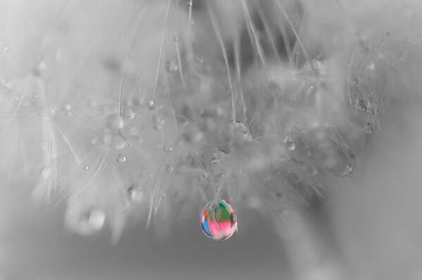 Dew Drop Poster featuring the photograph Nature's Crystal Ball by Marianna Mills